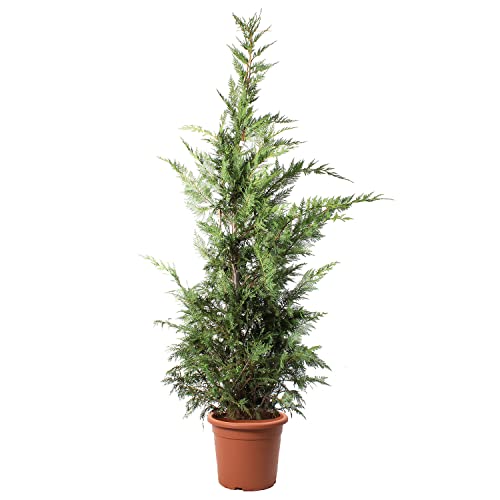 KENTIS - Zypressen Echte Pflanzen Winterhart - Cupressocyparis Leylandii Heckenpflanzen - Hoch 200-220 cm Topf Ø 30 cm von Kentis