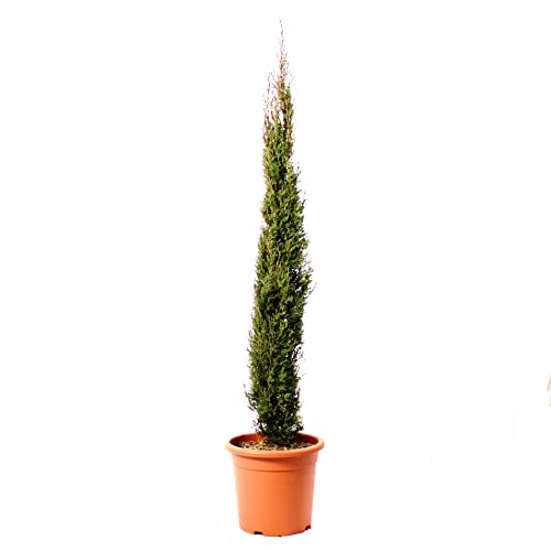 KENTIS - Zypressen Echte Pflanzen Winterhart - Cupressus Sempervirens Totem - H 125-150 cm Topf Ø 24 cm von Kentis