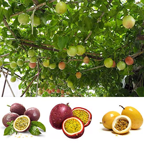 Keptei Samenhaus- 20 Korn Maracuja Passionsfrucht Samen (Passiflora edulis) Obstpflanze Granadilla Seed mehrjaehrig schmeckt gut (Rot) von Keptei Samenhaus