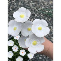 Margerite Weiß 10 Stück Keramikblüten Margerite Weiß 10 Stück Keramikblüten von KeramikBottke