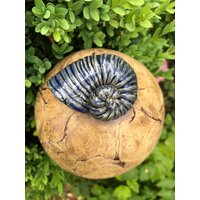 Große Rosenkugel Mit Ammonit in Durchscheinendem Blau Große Rosenkugel Mit Ammonit in Durchscheinendem Blau von KeramikEmotion