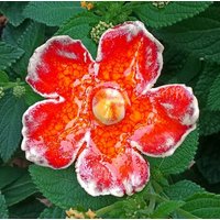 10 Keramikblumen 5cm -6cm Groß in Effektorange von KeramikPetraBottke