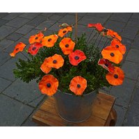 10 Keramikmohn Rot/Orange von KeramikPetraBottke