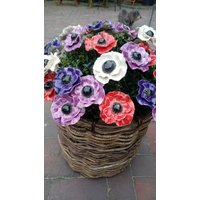 4 Keramikblumen Anemone 4 Keramikblumen Anemone von KeramikPetraBottke