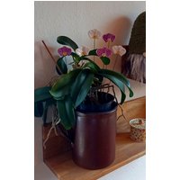 6 Orchideen Aus Keramik 6 Orchideen Aus Keramik von KeramikPetraBottke