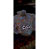 Fisch Herr Scholle Aus Keramik von KeramikPetraBottke