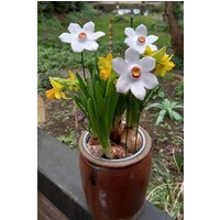 Narzisse Aus Keramik 6cm Groß von KeramikPetraBottke