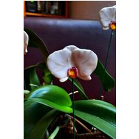 Orchidee Aus Keramik von KeramikPetraBottke