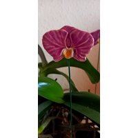 Orchidee Aus Keramik von KeramikPetraBottke