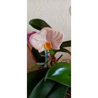 Orchidee Aus Keramik von KeramikPetraBottke