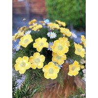 5 Stück Keramikblumen. Große Cosmea in Sonnigem Gelb 5 Stück Keramikblumen. Große Cosmea in Sonnigem Gelb von Keramikblume