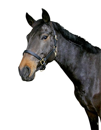 Kerbl Halfter Eco Pony, Leder Schwarz, 32255 Kerbl Halfter Eco Pony, Leder Schwarz, 32255 von Covalliero