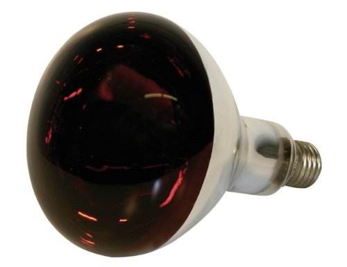 Kerbl Infrarotlampe rot (250 W, Wärmelampe für Schweine + Geflügel, Laufzeit max. 5000 Stunden, Lampensockel E27, Stalllampe) 22245 von Kerbl