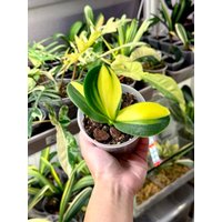 Phalaenopsis Variegata | Variegated Schmetterlingsorchidee Handelsname Super Baby Phalaenopsis Variegata | Variegated Schmetterlingsorchidee Handelsname Super Baby von KernPlants