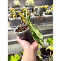 Philodendron Florida Beauty X Paraiso Verde von KernPlants