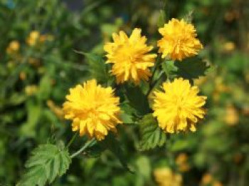 Gefüllter Ranunkelstrauch / Kerrie 'Pleniflora', 60-100 cm, Kerria japonica 'Pleniflora', Containerware von Kerria japonica 'Pleniflora'