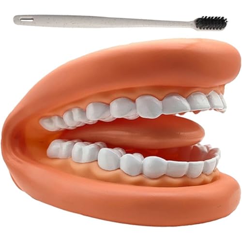 1 Set Mund Modell Puppen Mund Zähne Zunge Handpuppe Zahnbürste Dental Modell Pädagogische Lernressource Für Kinder von Keuyeo