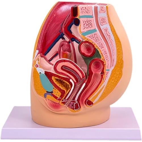Keuyeo Lehrsimulation Weibliches Beckenmodell, Weibliches Urogenitalsystem, Probe, Mittlerer Sagittalschnitt, Menschliche Anatomie, Medizin Keuyeo Lehrsimulation Weibliches Beckenmodell, Weibliches Urogenitalsystem, Probe, Mittlerer Sagittalschnitt, Menschliche Anatomie, Medizin von Keuyeo