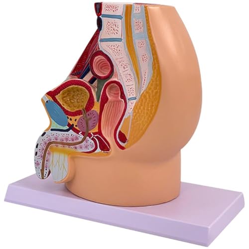 Keuyeo Sagittales Modell des Männlichen Beckens, Simulation Einer Probe des Urogenitalsystems, Lehrmodell Für Die Medizinische Anatomie des Menschen von Keuyeo