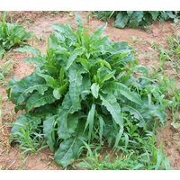 Das Curly Dock - Samen Des Gelbock-Dock | Rumex Crispus Das Curly Dock - Samen Des Gelbock-Dock | Rumex Crispus von KevanCraftsAndSeeds