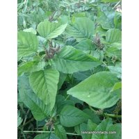Grüner Amaranth | Amaranthus Viridis Samen von KevanCraftsAndSeeds