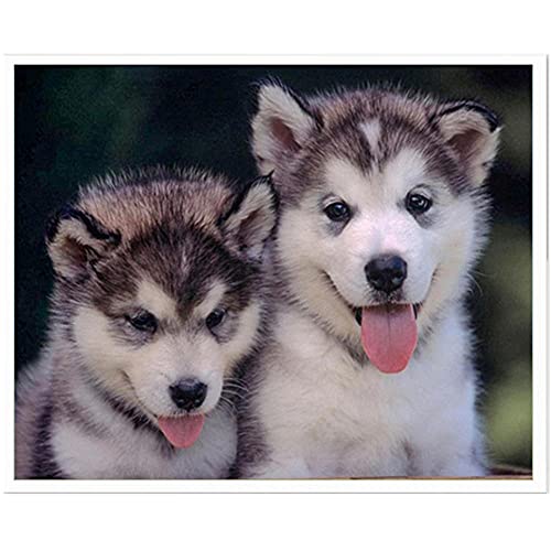 DIY 5D Diamond Painting Set Full Diamant Painting Bilder Malen nach Zahlen,Crystal Strass Stickerei Kreuzstich Mosaik Gemälde Kunsthandwerk für Home Wand Dekoration Husky Hund Round drill 30x40cm von Kewier