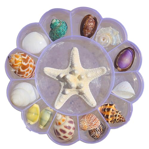 Kfwfuaee Natural Conch Shell Display Hülle Anzug Muschel Seesterne Schmuck Organisatoren Für Haustierlebensraum Und Stranddekoration Muscheln Klar Seesterne Schmuckstücke Granket Organisatoren von Kfwfuaee
