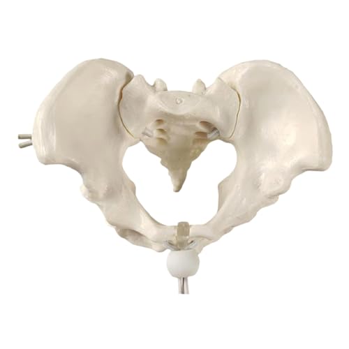 KiBcsLic Menschliches Weibliches Beckenmodell, Hüftknochen Beckenmodell für Hebammen in Der Geburtshilfe KiBcsLic Menschliches Weibliches Beckenmodell, Hüftknochen Beckenmodell für Hebammen in Der Geburtshilfe von KiBcsLic