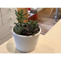 Gerändelter Sukkulenten Übertopf | Moderner Luftpflanzenhalter Kaktus Großer Kleiner Blumentopf Süßer von Kidd3D