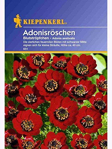 Kiepenkerl Adonis Adonisröschen Blutströpfchen von Kiepenkerl - Blumen-Saatgut