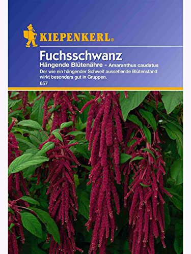 Amaranthus Fuchsschwanz hängend rot von Kiepenkerl - Blumen-Saatgut