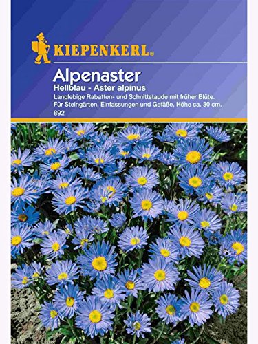 Aster alpinus Alpenaster hellblau von Kiepenkerl - Blumen-Saatgut