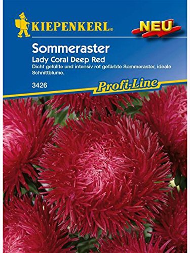 Astern Sommeraster Lady Coral Deep Red von Kiepenkerl - Blumen-Saatgut