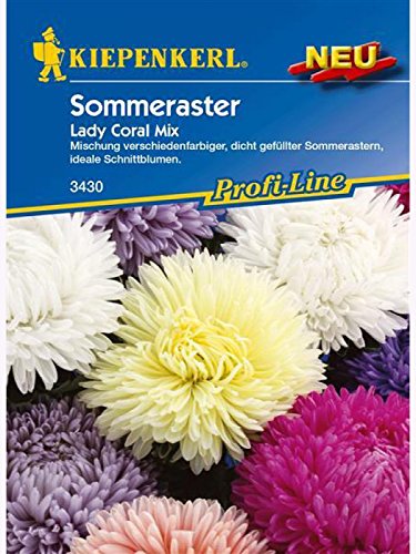 Astern Sommeraster Lady Coral Mix von Kiepenkerl - Blumen-Saatgut