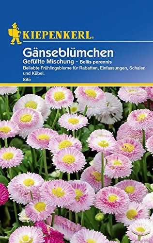 Bellis perennis Gänseblümchen gefüllte Mischung von Kiepenkerl - Blumen-Saatgut