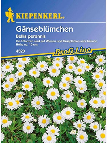 Bellis perennis Wiesengänseblümchen Bellis perennis Wiesengänseblümchen von Kiepenkerl - Blumen-Saatgut