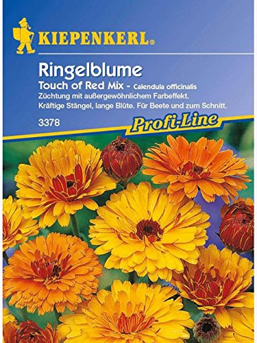 Calendula officinalis Ringelblume Touch of Red Mix Mischung mit roter Rückseite von Kiepenkerl - Blumen-Saatgut