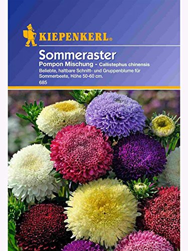 Callistephus Aster Pompon-Aster Mischung von Kiepenkerl - Blumen-Saatgut
