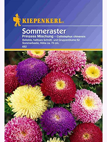 Callistephus Aster Prinzess-Aster Mischung von Kiepenkerl - Blumen-Saatgut