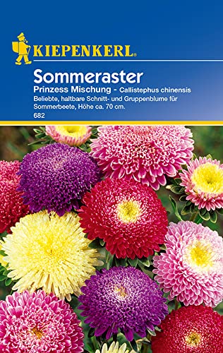 Callistephus Aster Prinzess-Aster Mischung von Kiepenkerl - Blumen-Saatgut