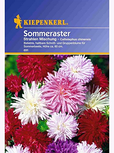 Callistephus Aster Strahlen-Aster Mischung von Kiepenkerl - Blumen-Saatgut