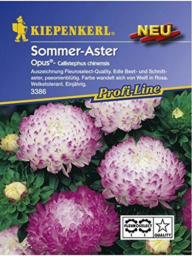 Callistephus chinensis Sommeraster Opus von Kiepenkerl