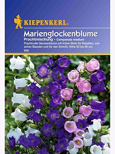 Campanula medium Marienglockenblume Prachtmischung von Kiepenkerl - Blumen-Saatgut
