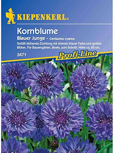 Centaurea cyanus Kornblume Blauer Junge blau gefüllt von Kiepenkerl - Blumen-Saatgut