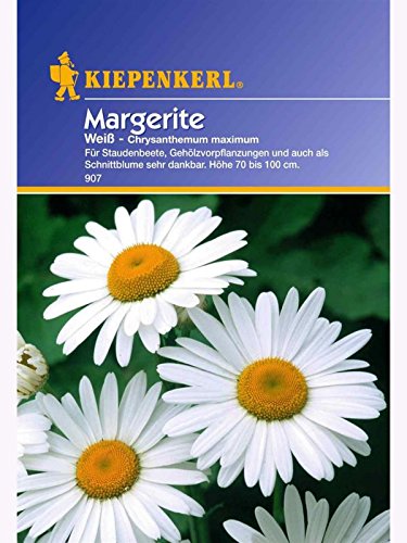 Chrysanthemum leucanthemum Garten-Margerite weiss von Kiepenkerl - Blumen-Saatgut