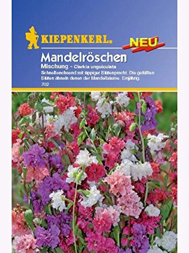 Clarkia unguiculata Mandelröschen-Mischung von Kiepenkerl - Blumen-Saatgut