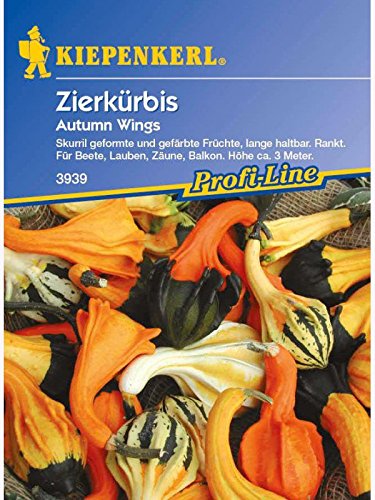 Cucurbita pepo Zierkürbis Autumn Wings Mischung von Kiepenkerl - Blumen-Saatgut