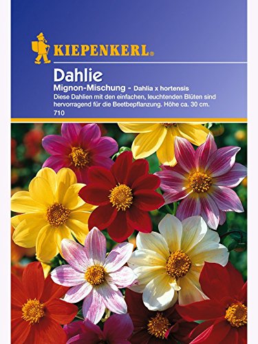 Dahlia Dahlien Mignon-Mischung von Kiepenkerl - Blumen-Saatgut