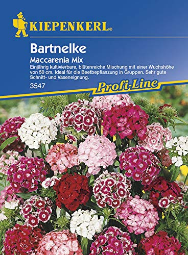 Dianthus barbatus Bartnelke Maccarenia Mix von Kiepenkerl - Blumen-Saatgut