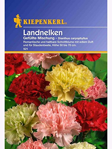 Dianthus caryophyllus Landnelken gefüllte Mischung von Kiepenkerl - Blumen-Saatgut